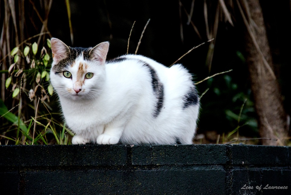 Hood Cat 3 LOL.jpg