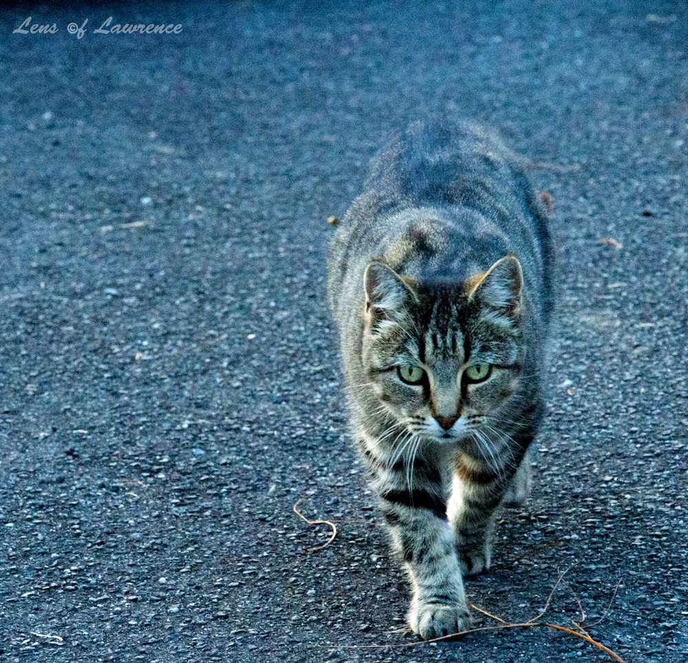 Hood Cat 4 LOL.jpg