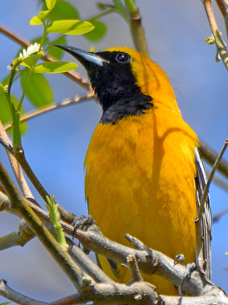 HoodedOriole14.jpg