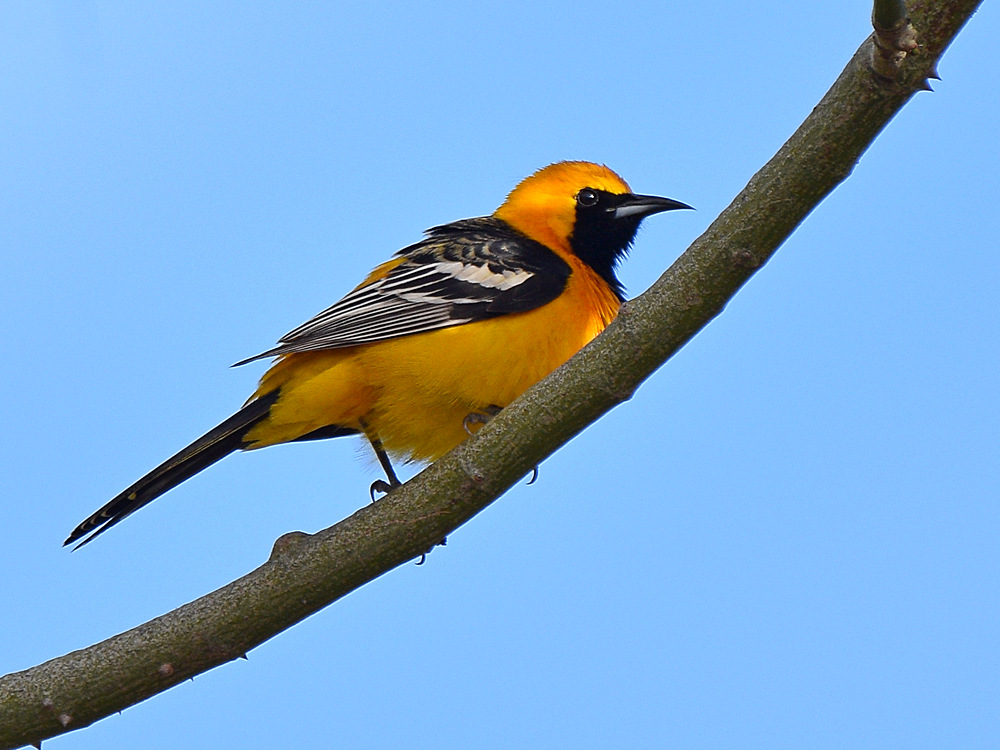 HoodedOriole2.jpg