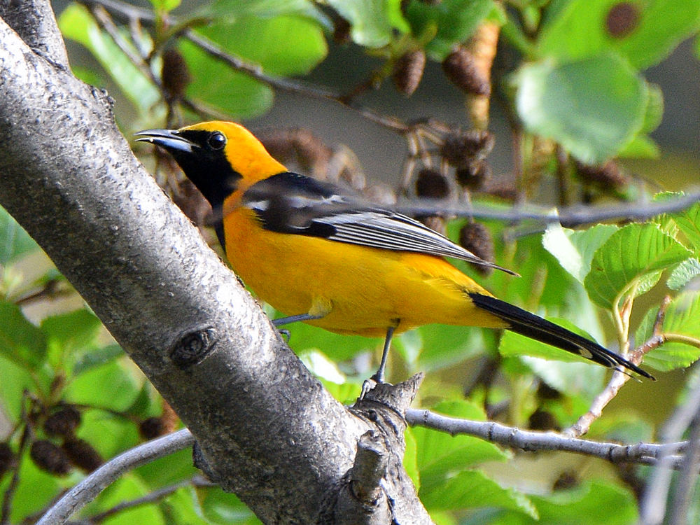 HoodedOriole3.jpg