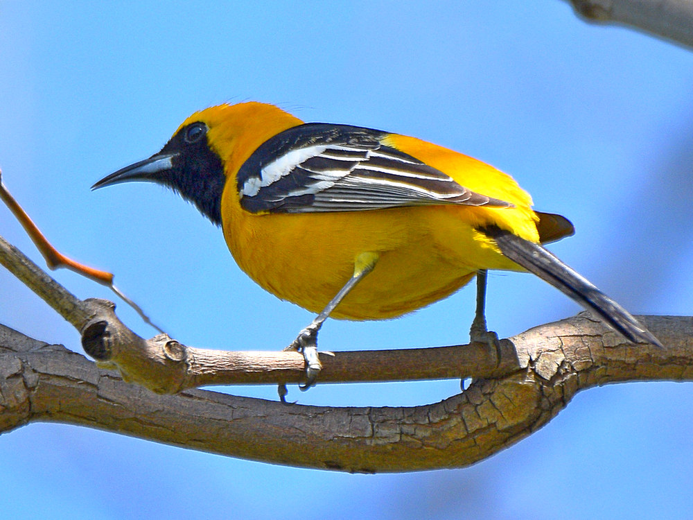 HoodedOriole3.jpg