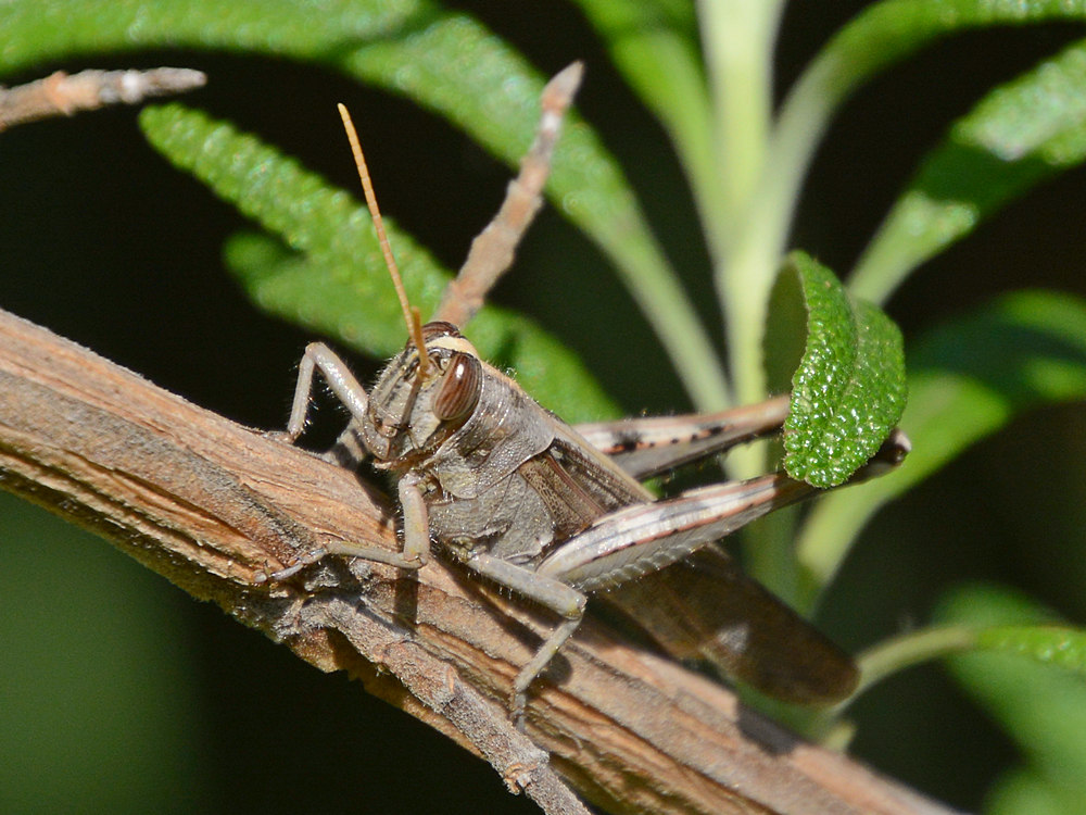 Hopper.jpg