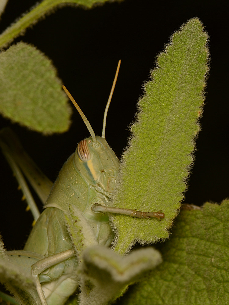 Hopper.jpg