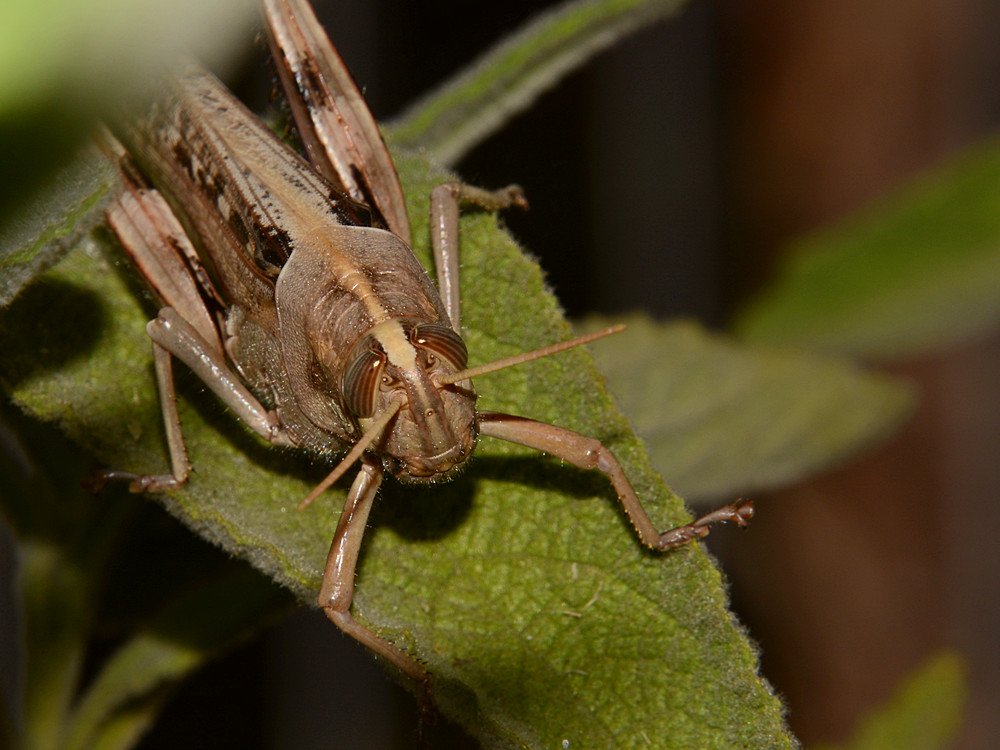 Hopper.jpg