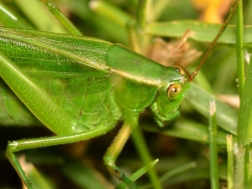Hopper.jpg