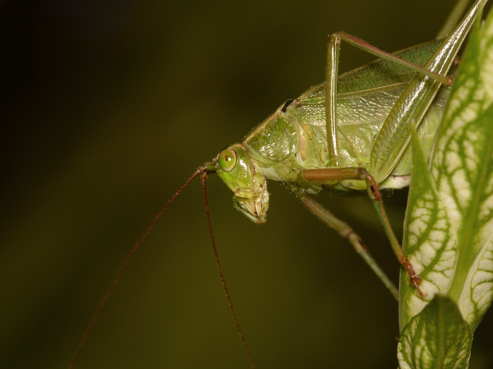 Hopper.jpg