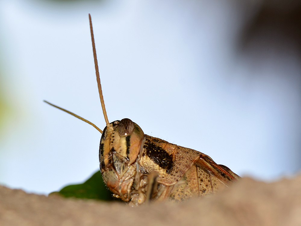 Hopper.jpg