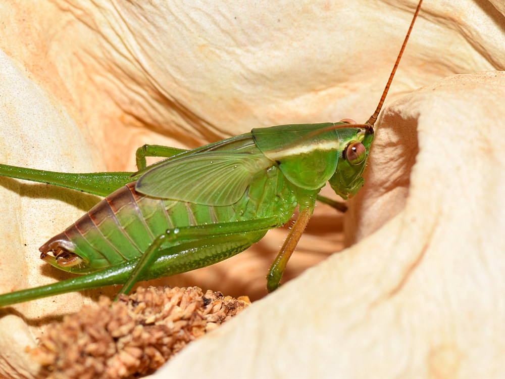 Hopper.jpg