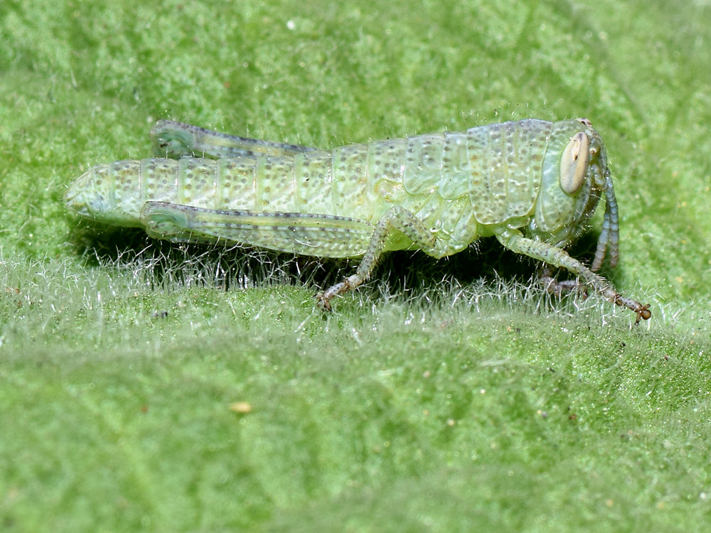 Hopper.jpg