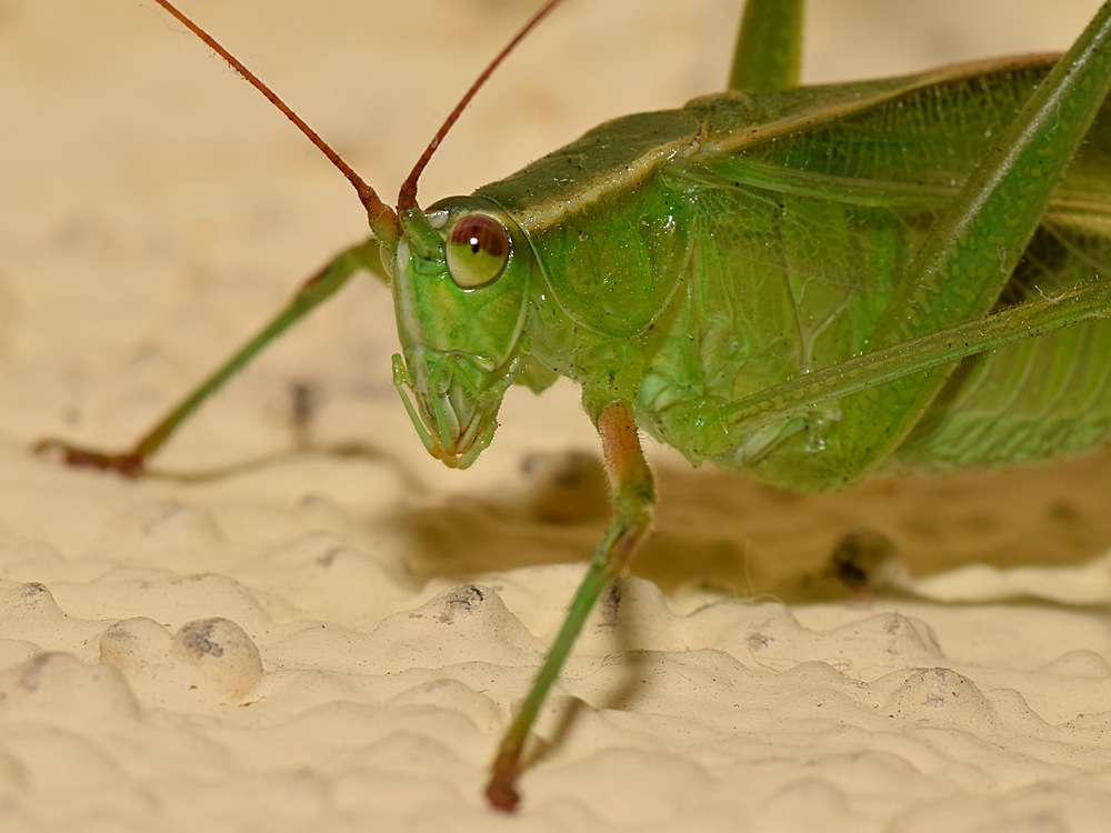 Hopper.jpg