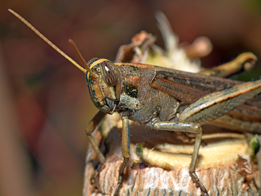 Hopper.jpg