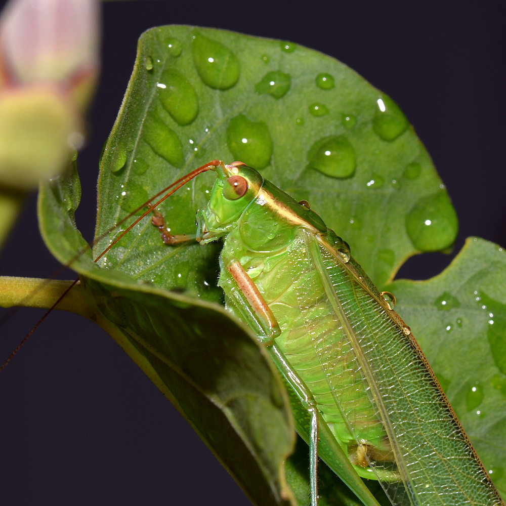 Hopper.jpg