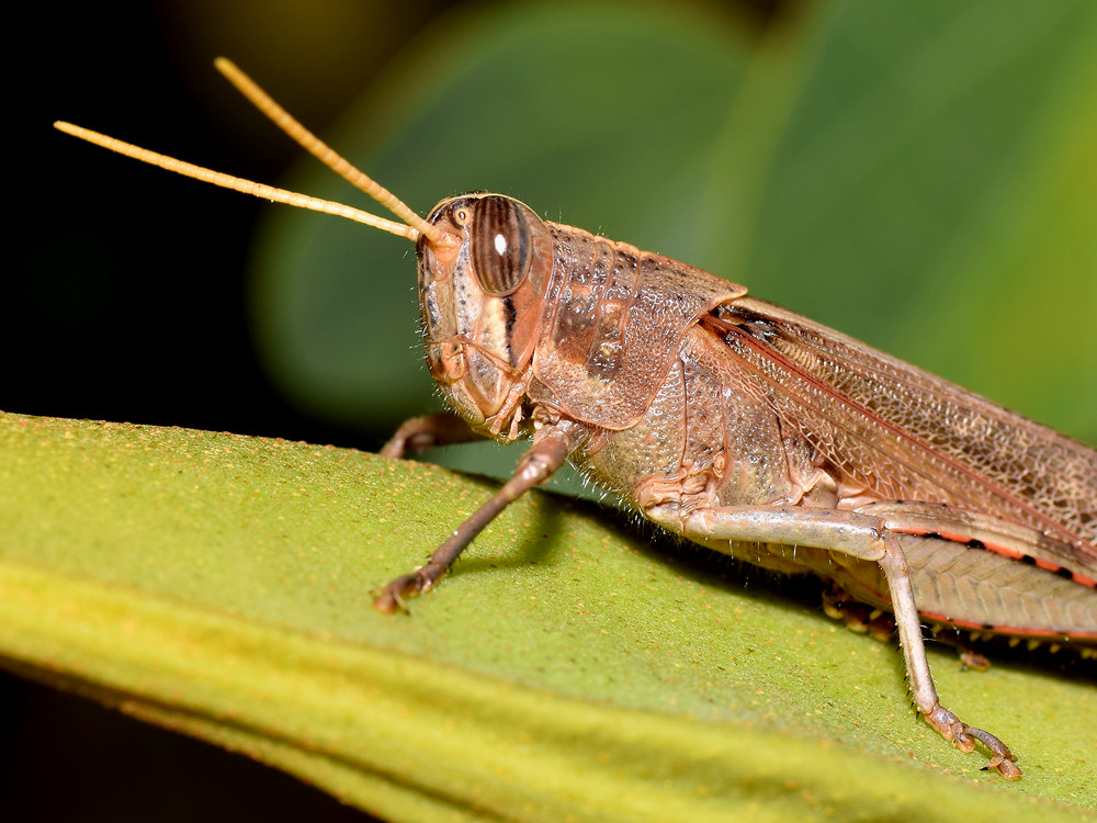 Hopper.jpg