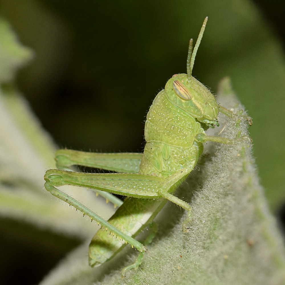 Hopper.jpg