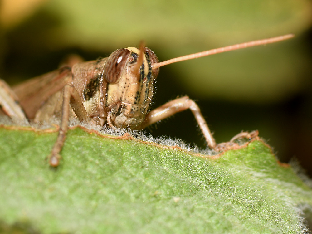 Hopper.jpg