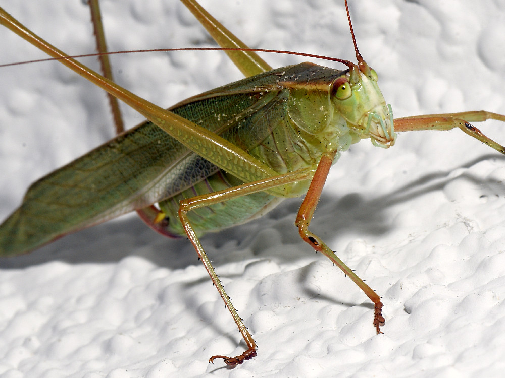 Hopper.jpg