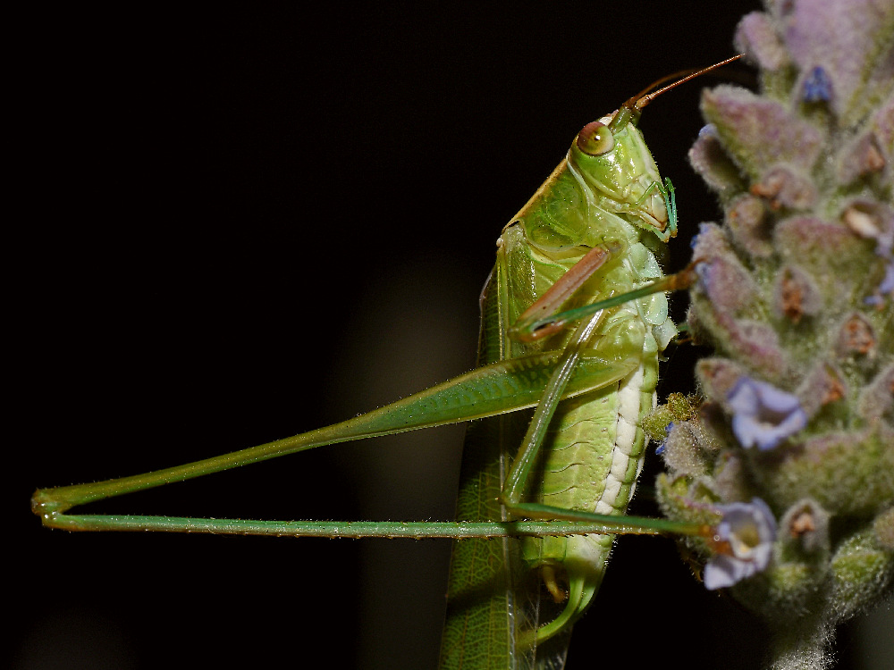 Hopper.jpg