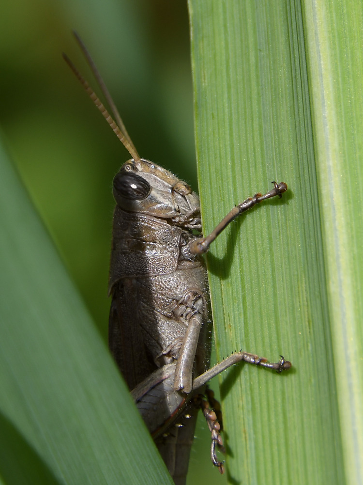 Hopper.jpg