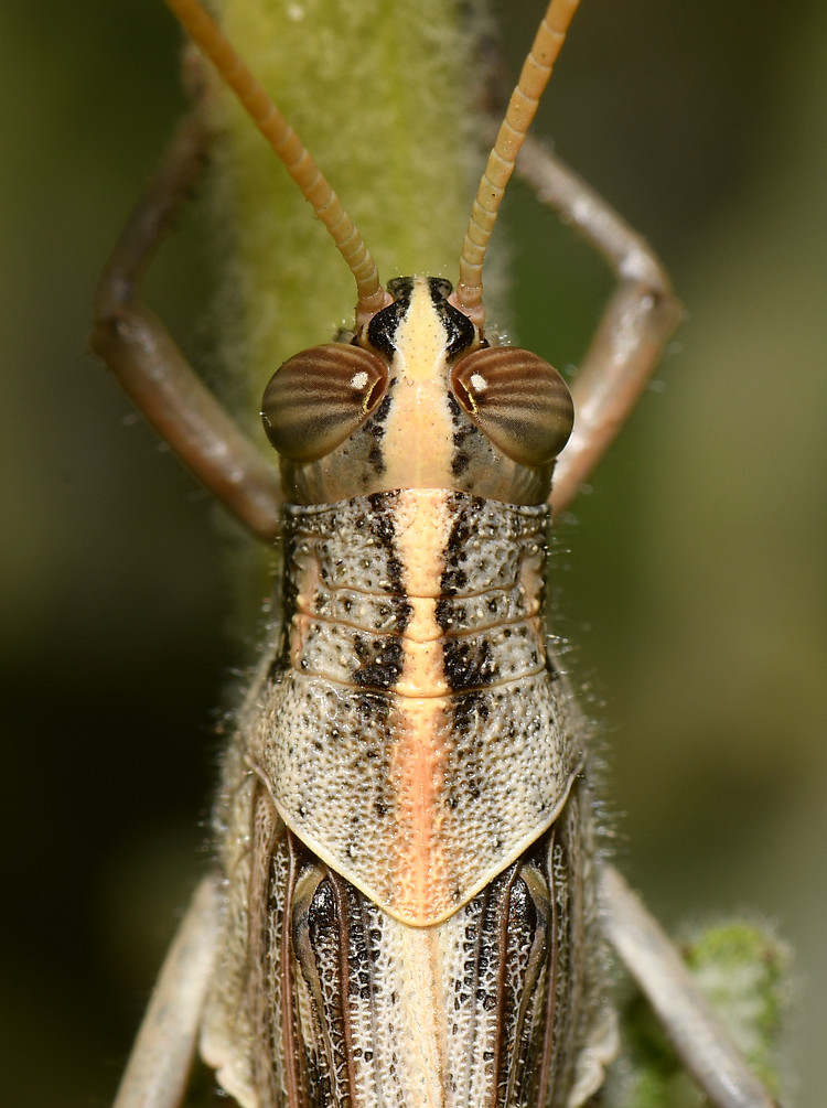 Hopper.jpg
