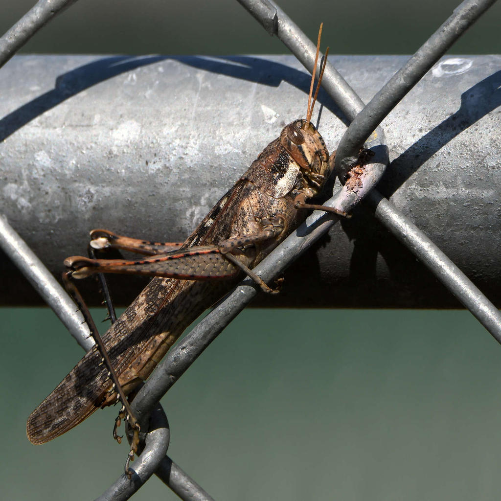 Hopper.jpg