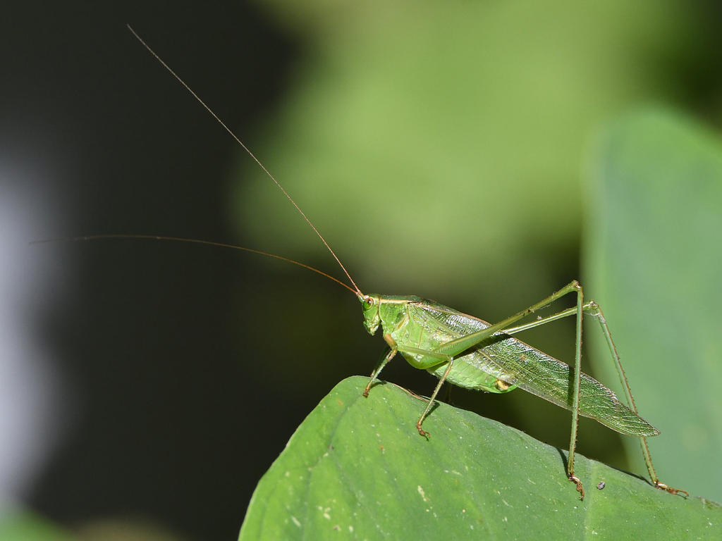 Hopper.jpg