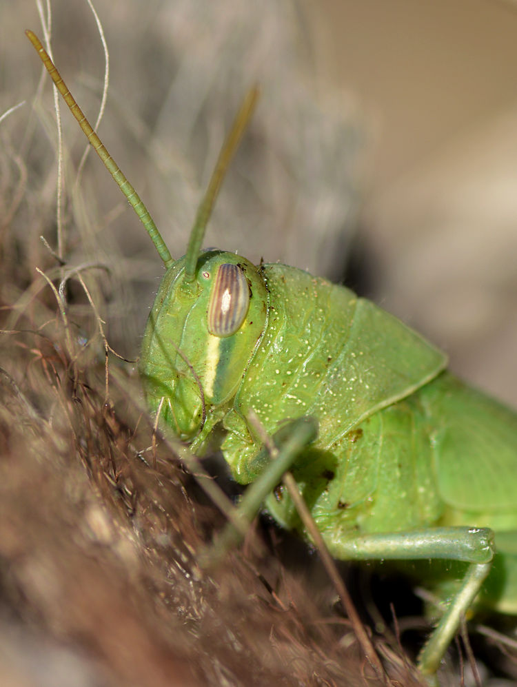 hopper1.jpg