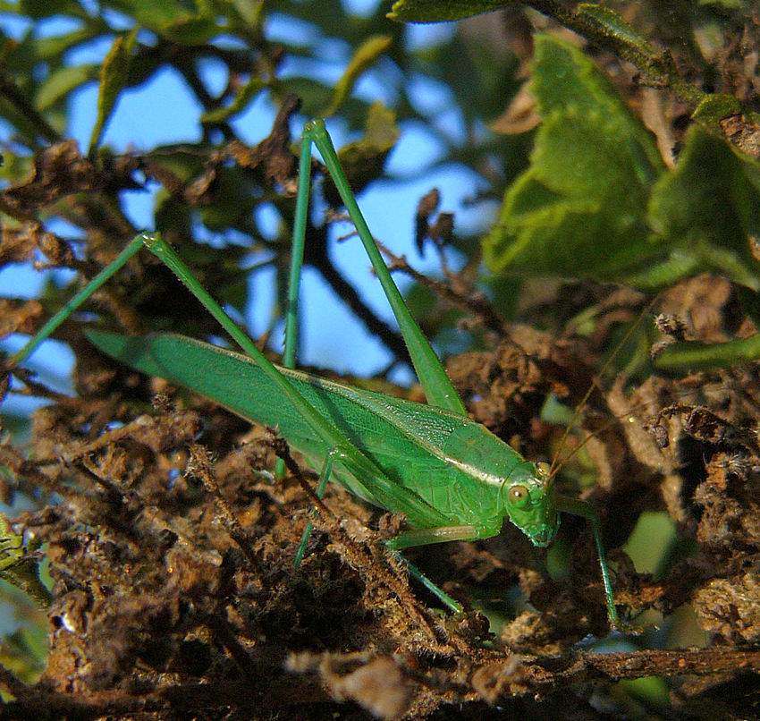 Hopper10Dec2013.jpg