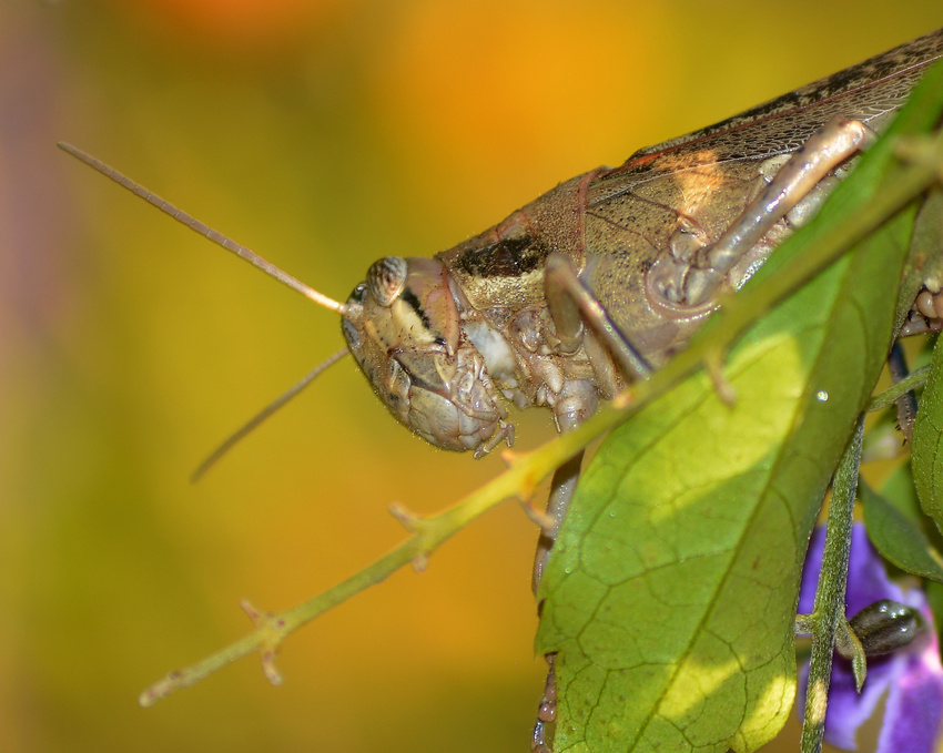 Hopper13Jan2014.jpg