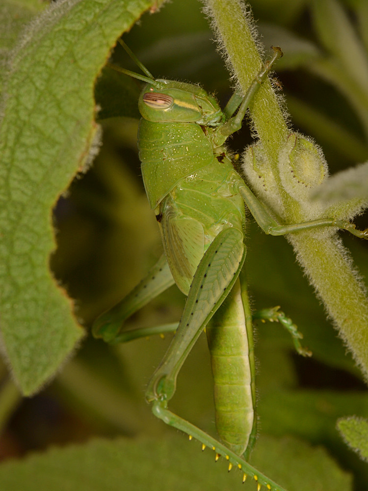 Hopper2.jpg