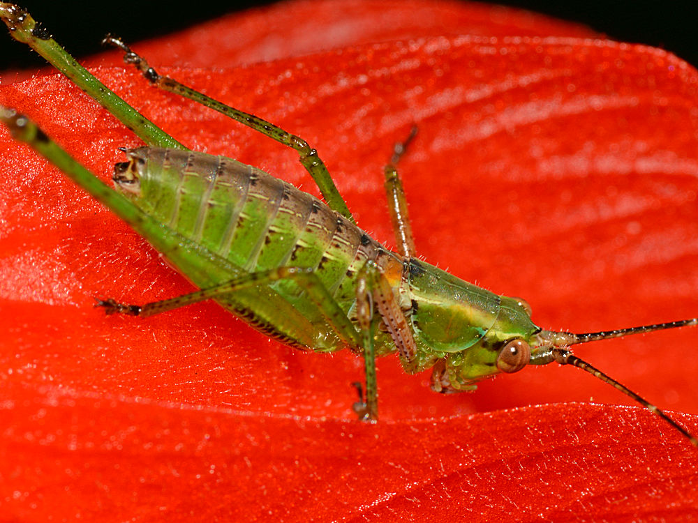 Hopper2.jpg