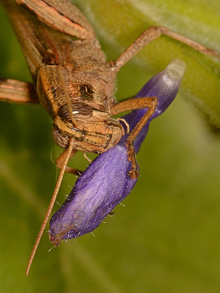 Hopper2.jpg