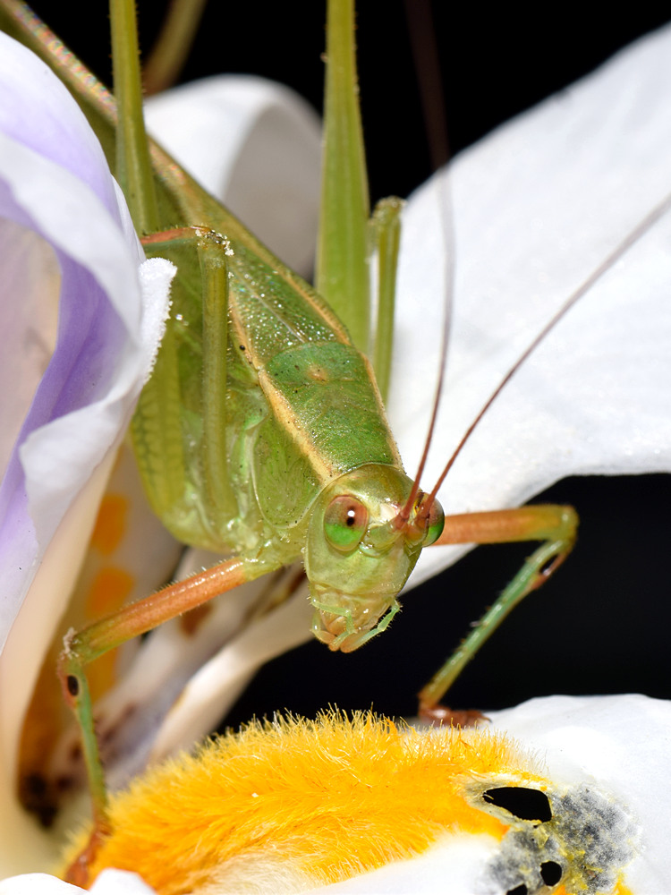 Hopper2.jpg