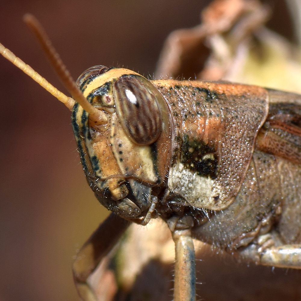 Hopper2.jpg