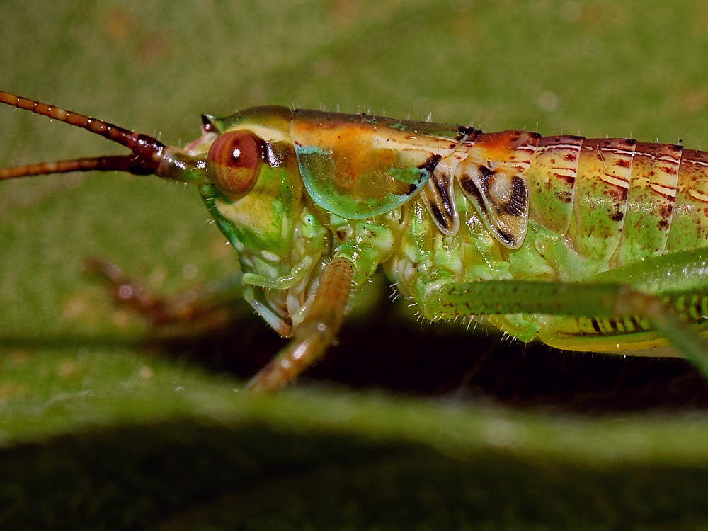 Hopper2.jpg