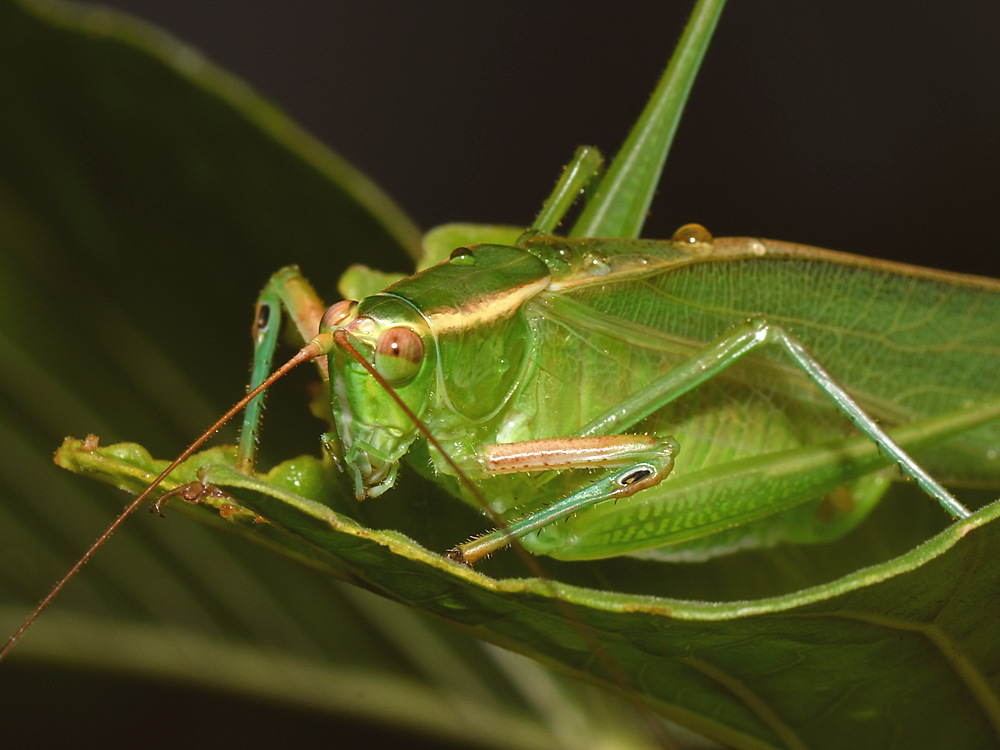 Hopper2.jpg