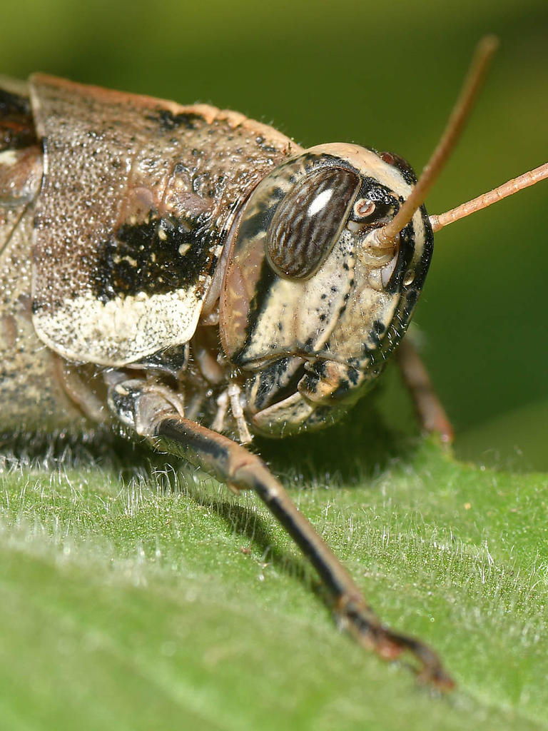 Hopper2.jpg