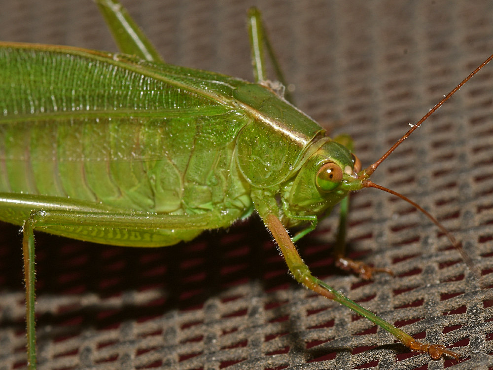 Hopper2.jpg