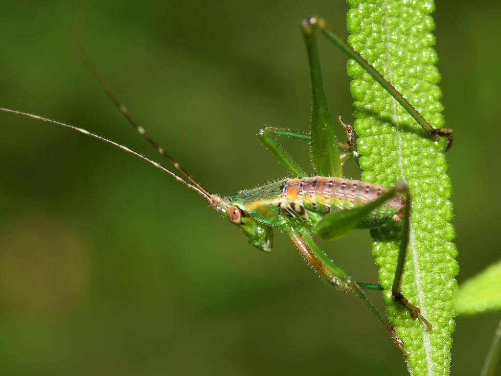 Hopper2.jpg