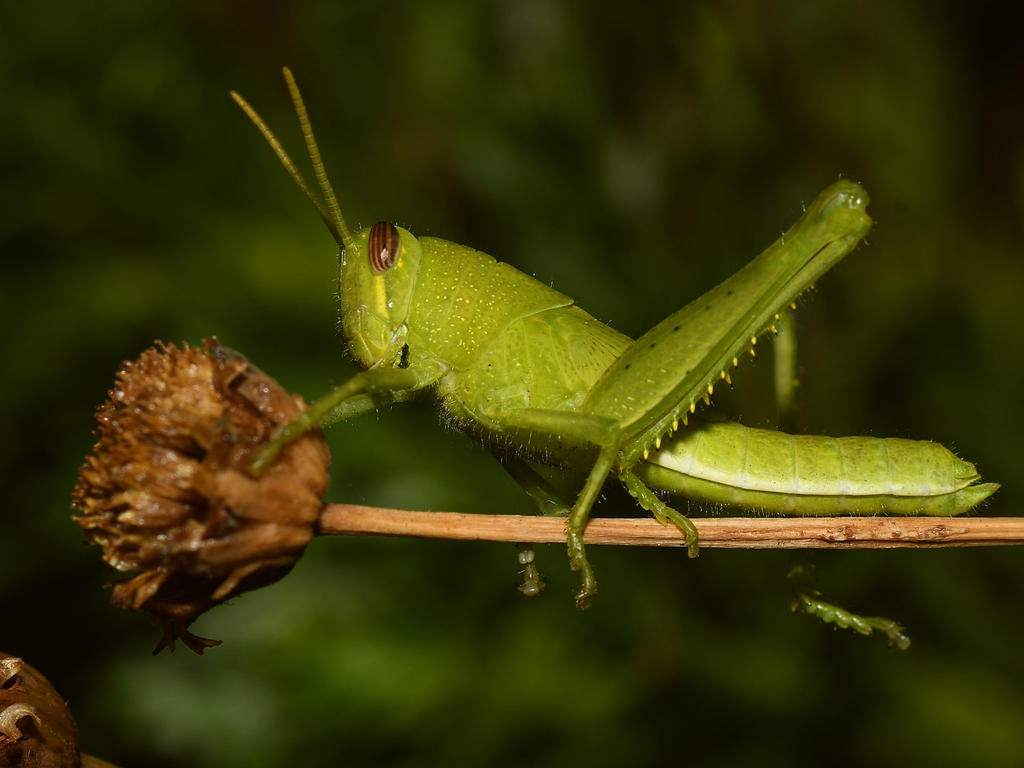 Hopper2.jpg