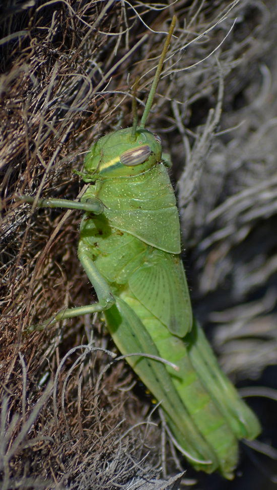 hopper2.jpg