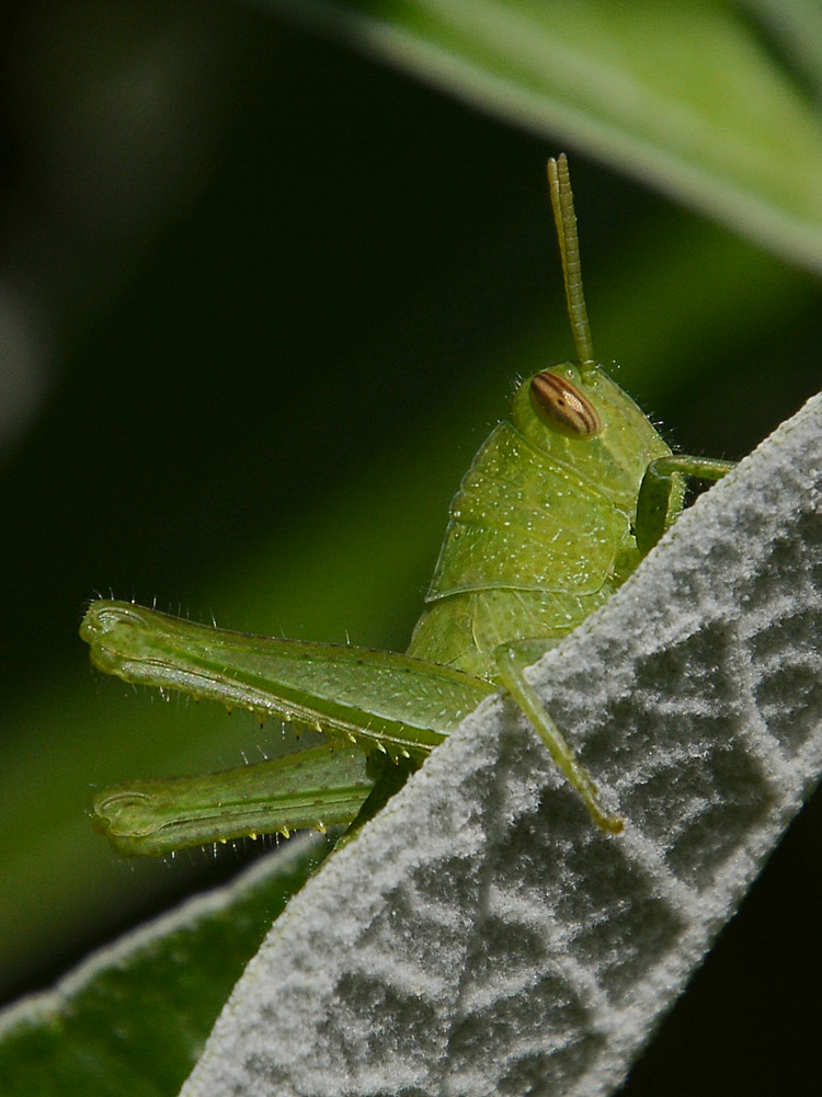 Hopper2.jpg