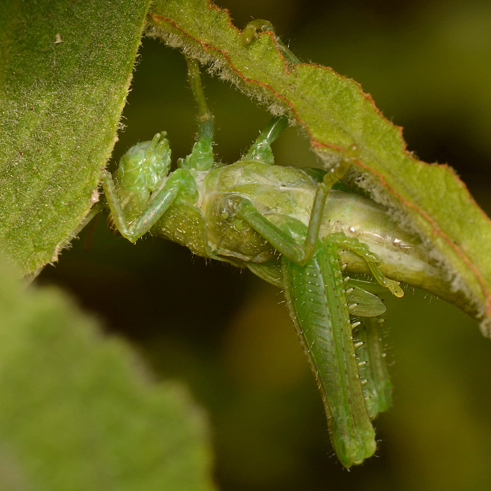 Hopper3.jpg
