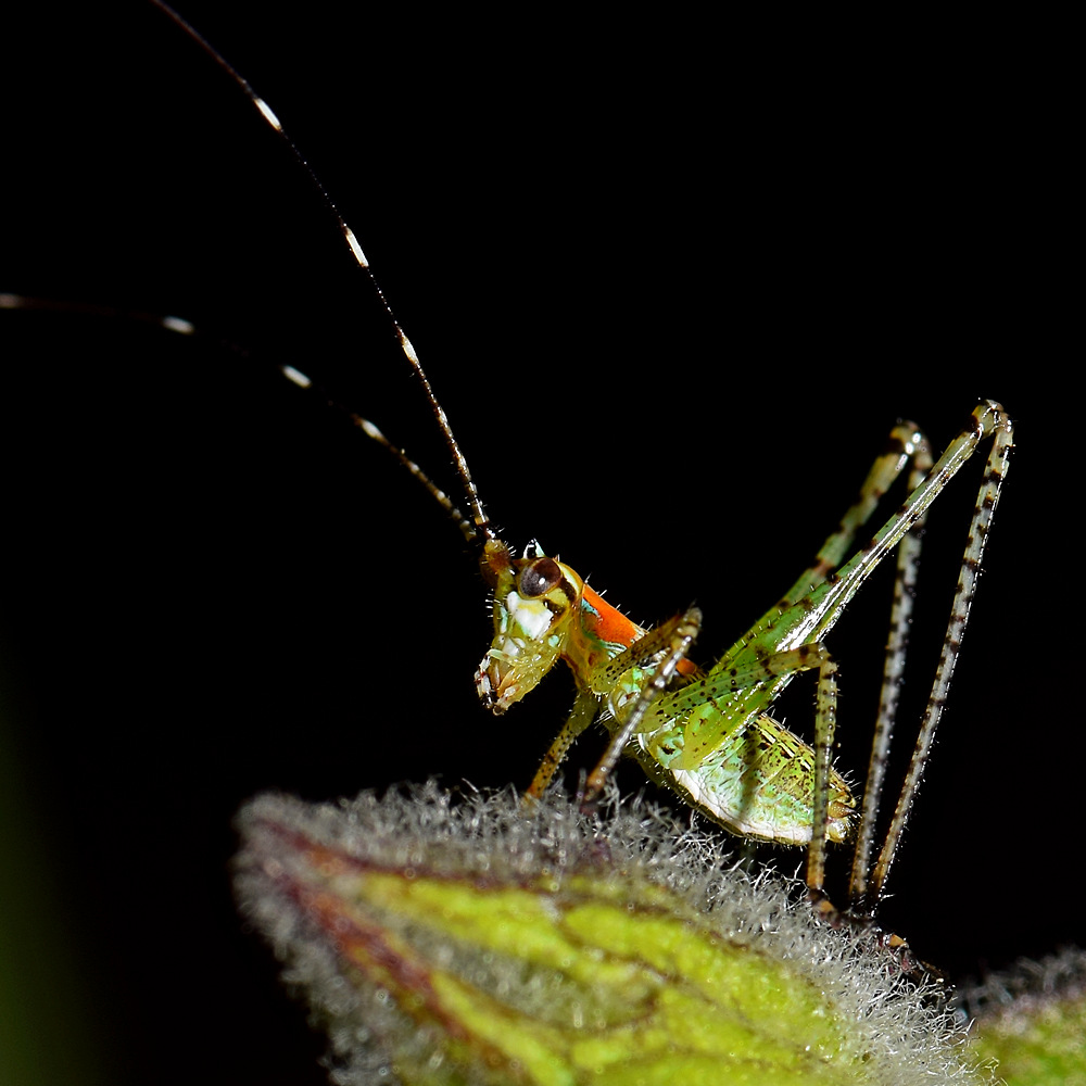 Hopper3.jpg