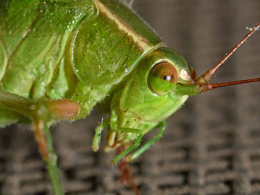 Hopper3.jpg