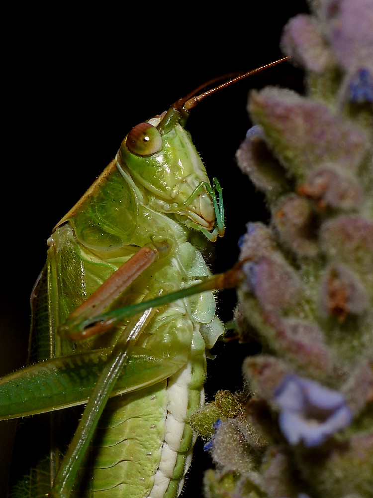 Hopper3.jpg