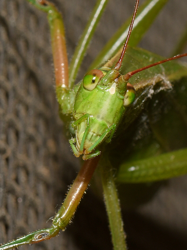 Hopper4.jpg