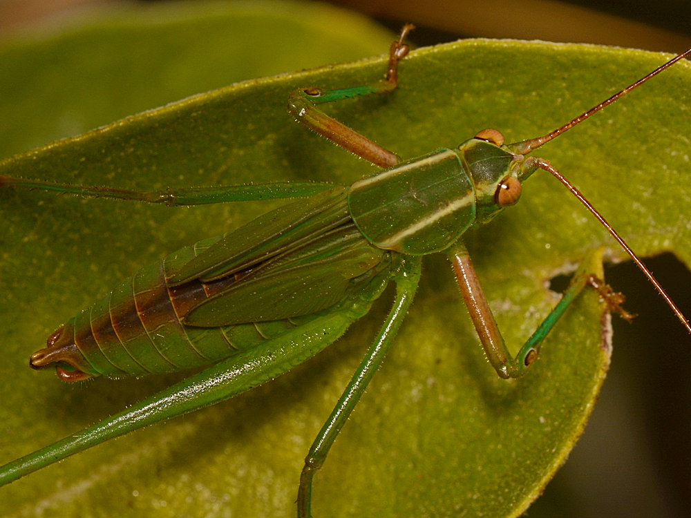 Hopper5.jpg