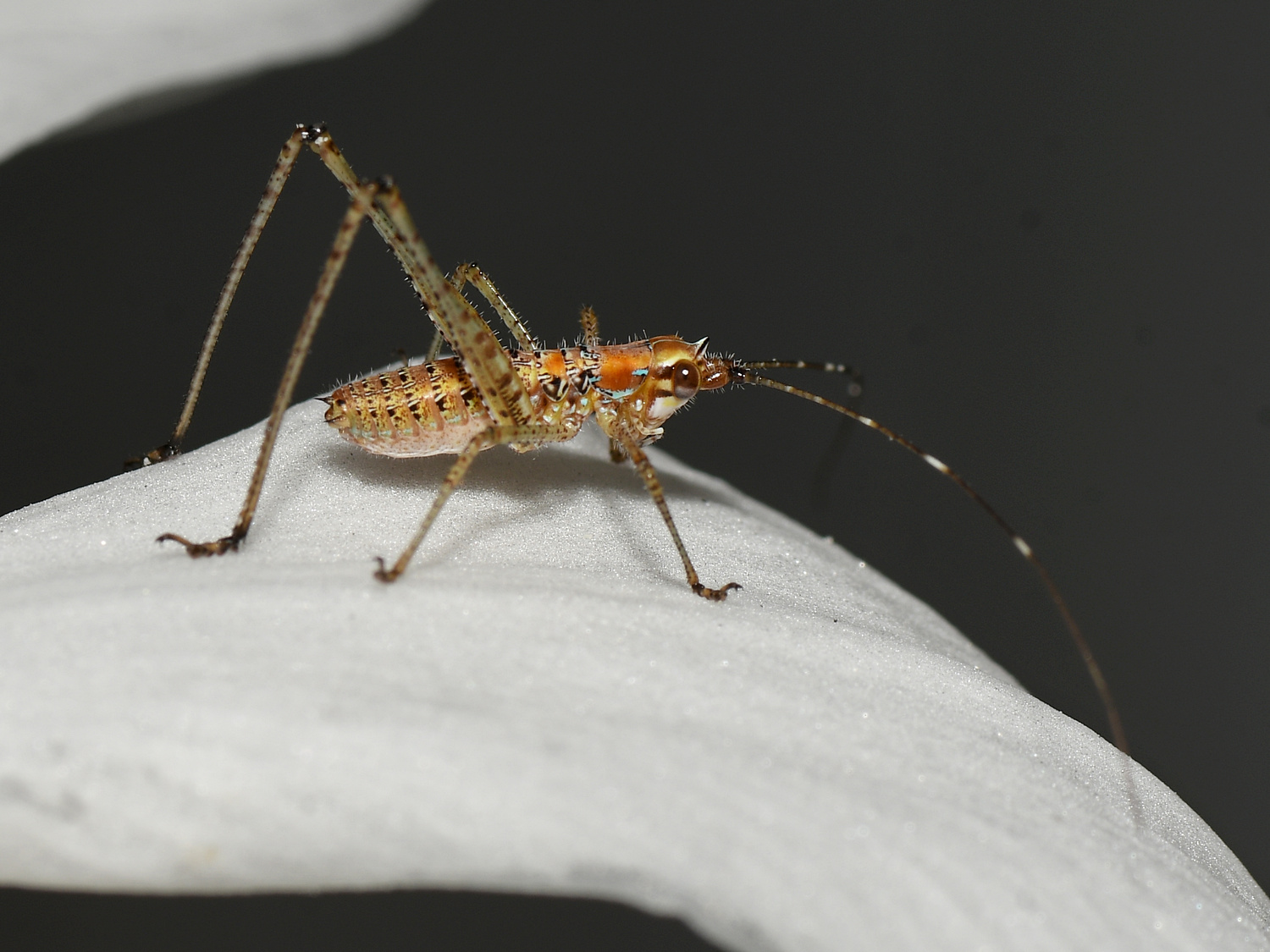 Hopper5.jpg
