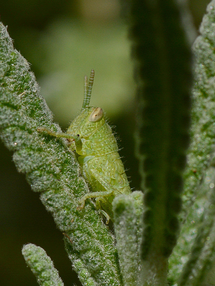 Hopper5.jpg